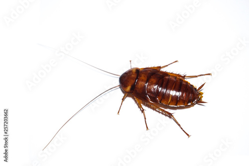 Cockroach isolated on white background