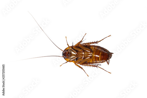 Cockroach isolated on white background © Mahdeaw_Spartans