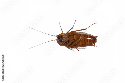 Cockroach isolated on white background © Mahdeaw_Spartans