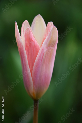 pink tulip macro on green background