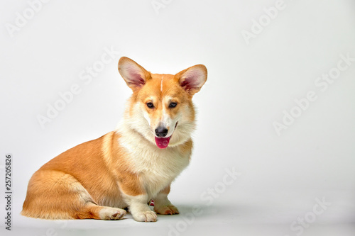 Funny Welsh Corgi pembroke in studio in front of a white background
