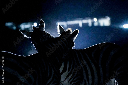 Zebra in the night