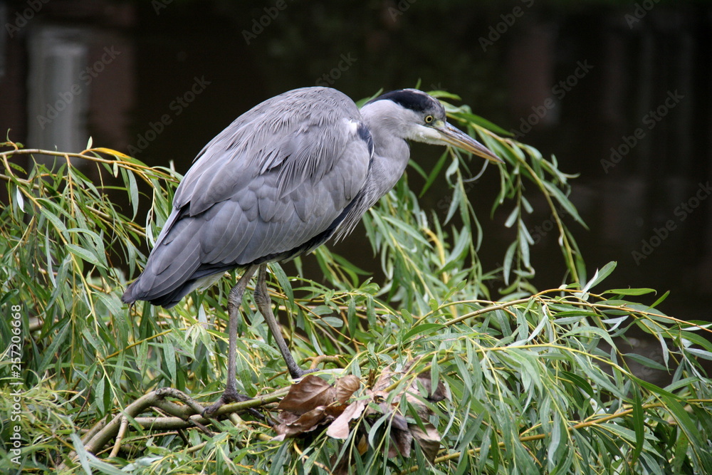 Naklejka premium Ave