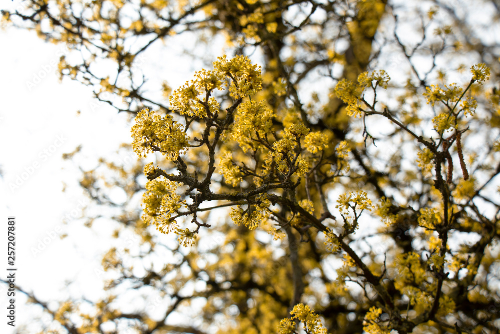 Yellow flowers in bloom