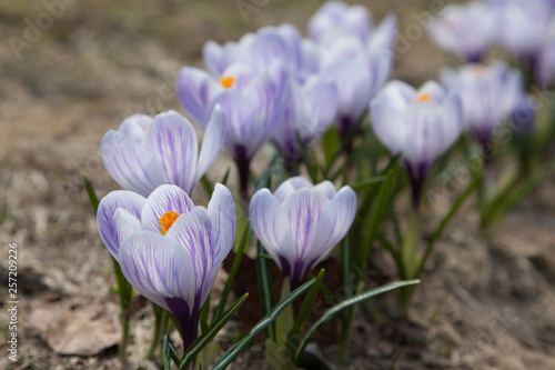 Bunch of light blue crocuses blooming in the field