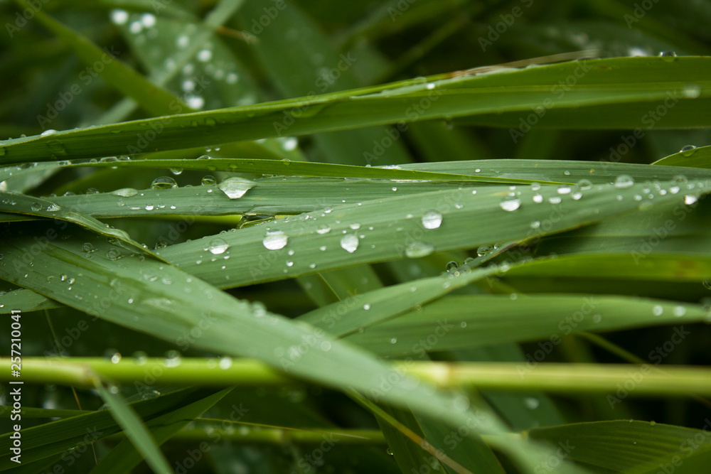 Green fresh plants reed with rain drops closeup cool background with selective focus Green fresh plants reed with rain drops closeup cool background with selective focus