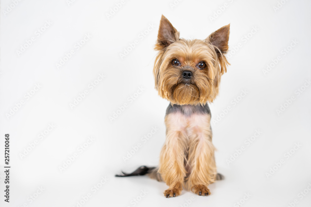 Dog yorkshire terrier on white background