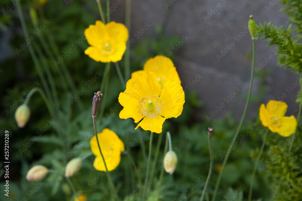 Yellow poppy flowers Yellow poppy flowers