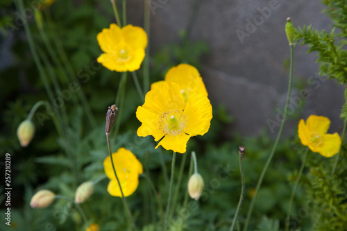 Yellow poppy flowers