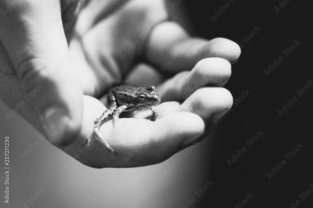 Little frog in hand, bw