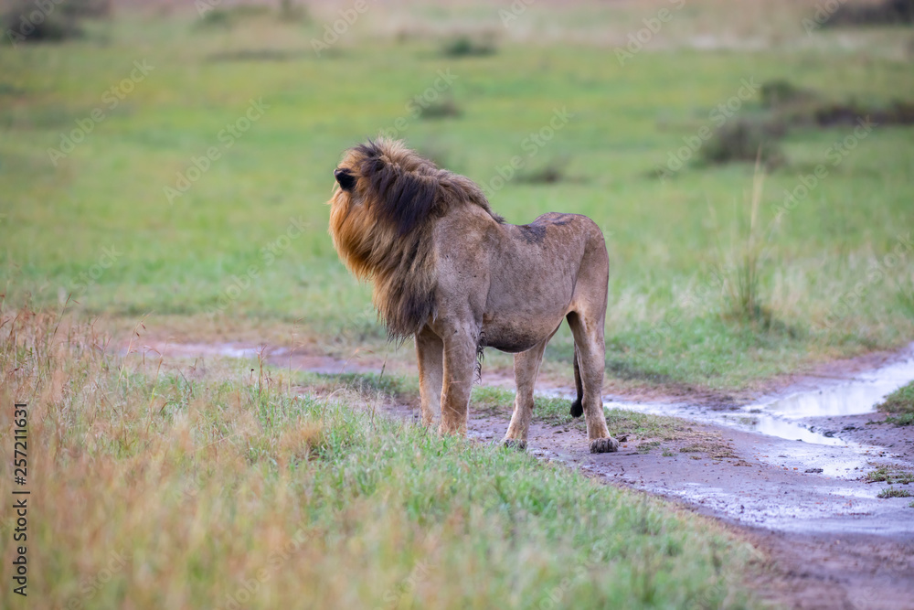 Walking lion Walking lion