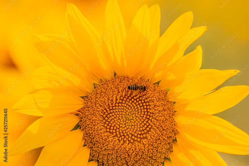 Naklejka premium Sunflower with bee close-up
