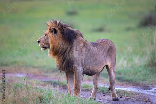 Fototapeta Naklejka Na Ścianę i Meble -  Walking lion