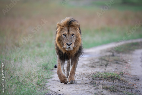 Walking lion