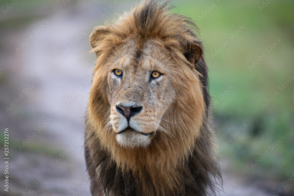 Lion face
