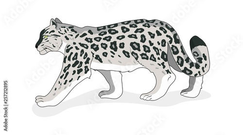 Snow Leopard. Isolated. Flat style Vector White background