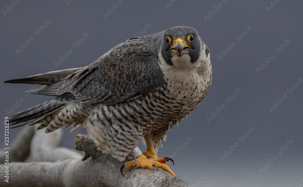 Fototapeta premium Peregrine Falcon 