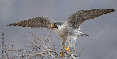 Fotografie Peregrine Falcon