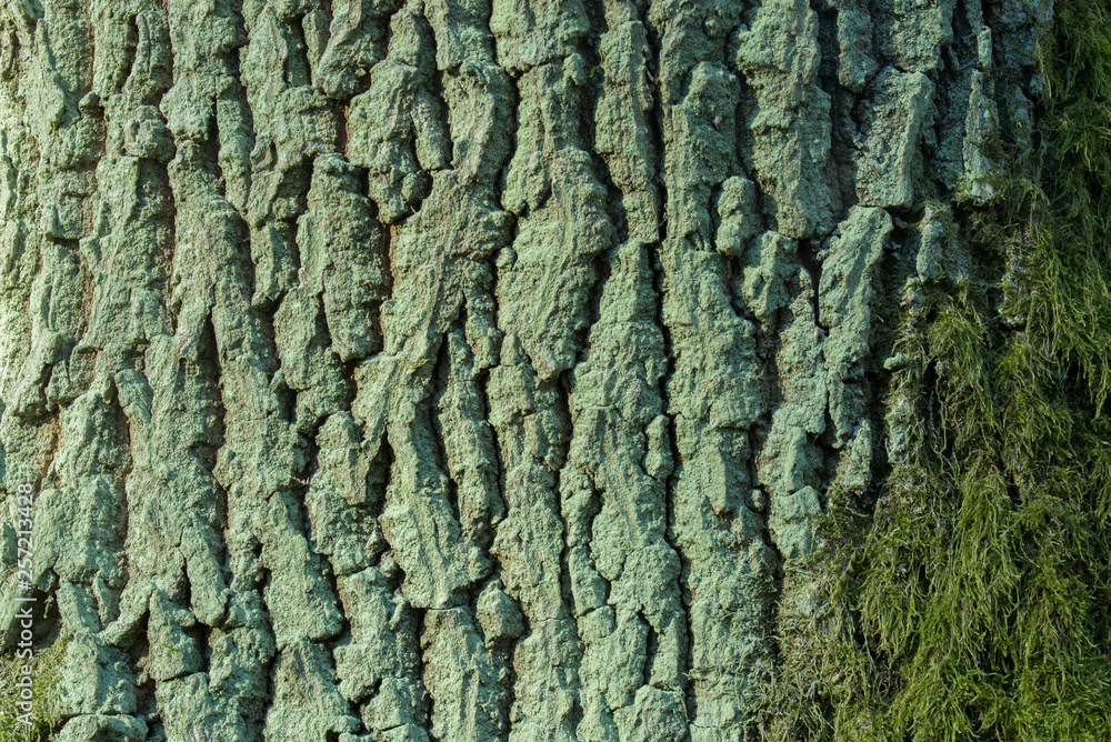 old oak bark covereded with moss and green algae texture old oak bark covereded with moss and green algae texture