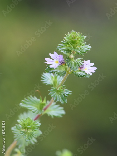 The small wildflower herb drug eyebright Euphrasia stricta