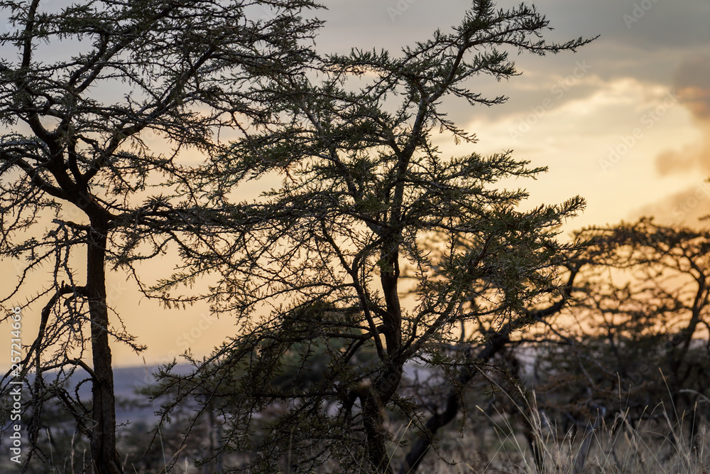 Landscape in Serengeti Landscape in Serengeti