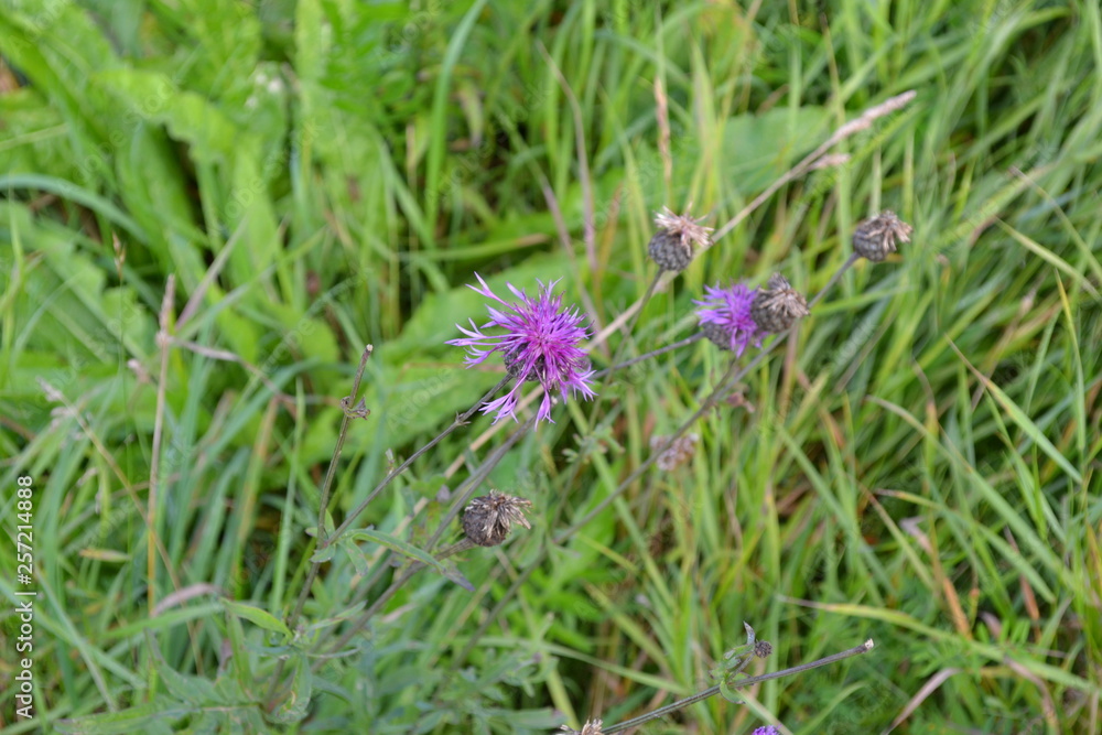 purple flowers in the field purple flowers in the field
