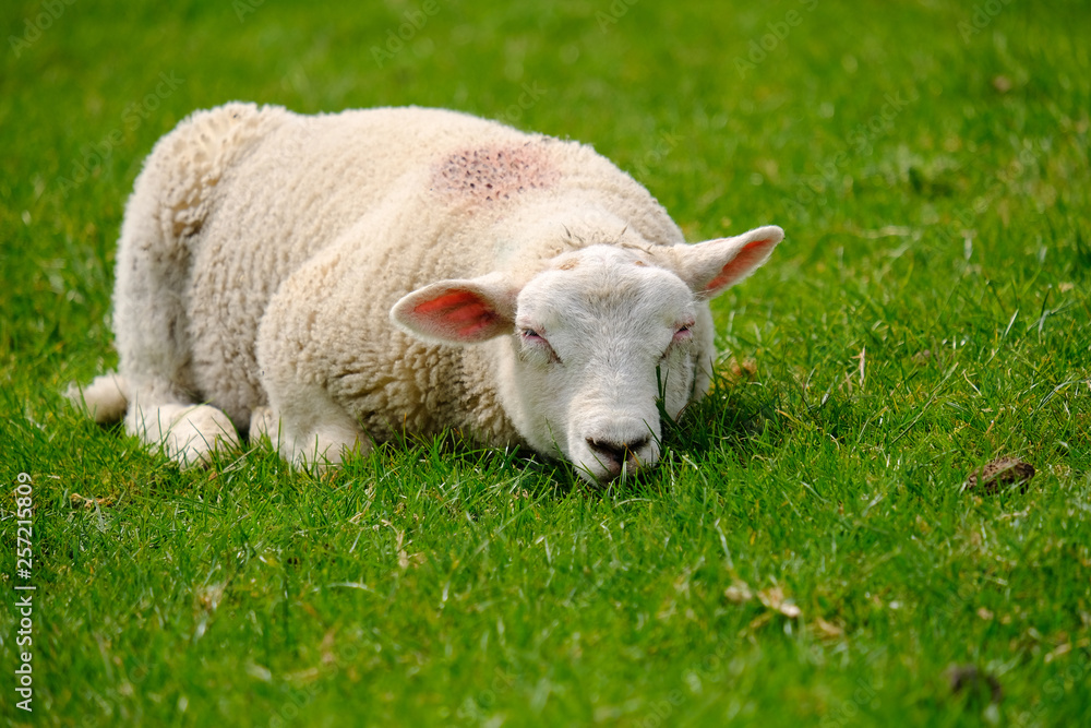 Obraz premium Schaf 1