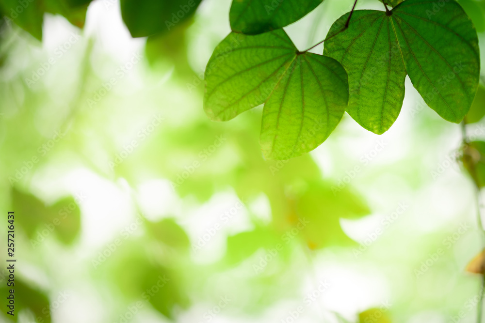 Close up beautiful view of nature green leaves on blurred greenery tree background with sunlight in public garden park. It is landscape ecology and copy space for wallpaper and backdrop. Close up beautiful view of nature green leaves on blurred greenery tree background with sunlight in public garden park. It is landscape ecology and copy space for wallpaper and backdrop.