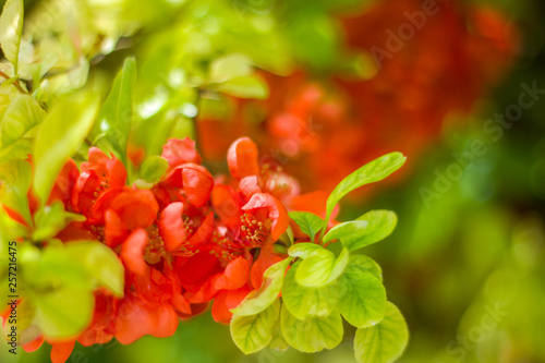 Many beautiful red flowers on a branch close up, blurred background