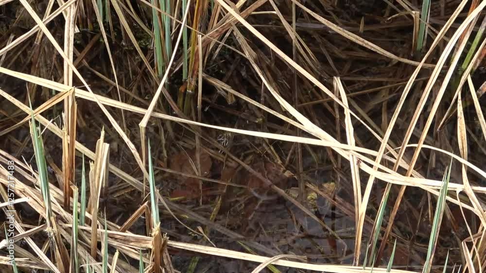 Frog swims in shallow water, lake .A brown frog dives under the water.Spring lake. Frog swims in shallow water, lake .A brown frog dives under the water.Spring lake.