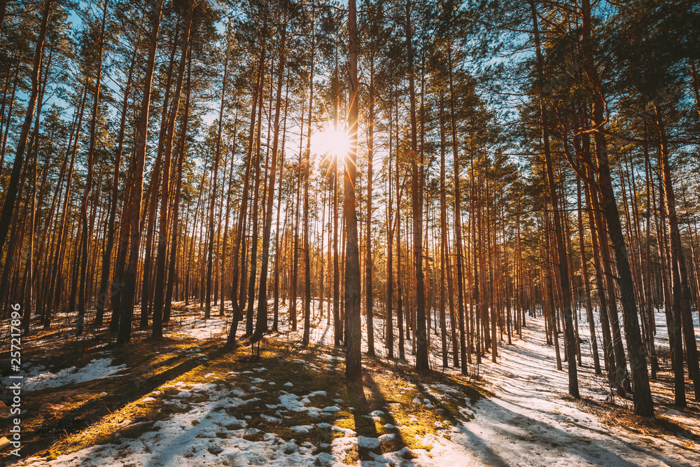 Obraz premium Beautiful Sunset Sun Sunshine In Sunny Early Spring Coniferous Forest. Sunlight Sun Rays Shine Through Pine Woods In Forest Landscape Partially Covered Snow In Late Autumn Or Early Winter Season