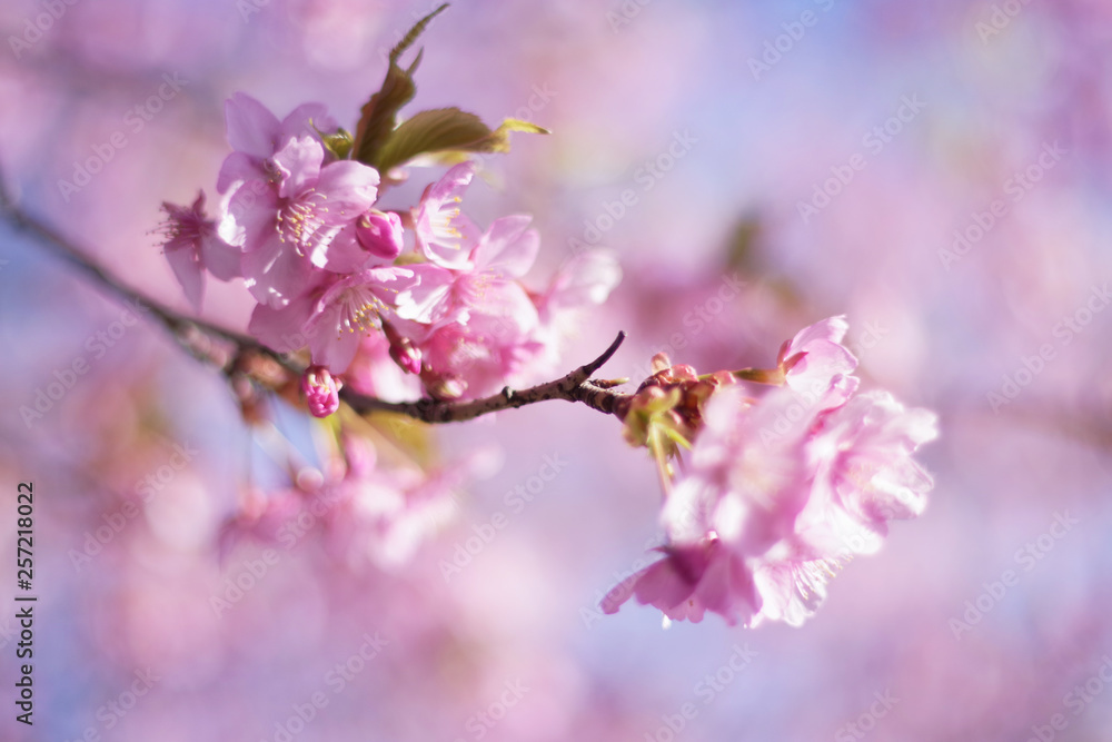 Cherry blossoms and blue sky - one day in Japan Cherry blossoms and blue sky - one day in Japan