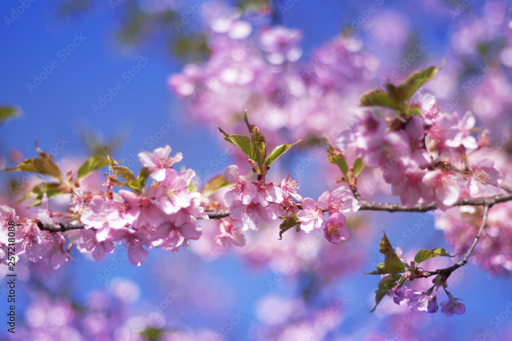 Cherry blossoms and blue sky - one day in Japan Cherry blossoms and blue sky - one day in Japan