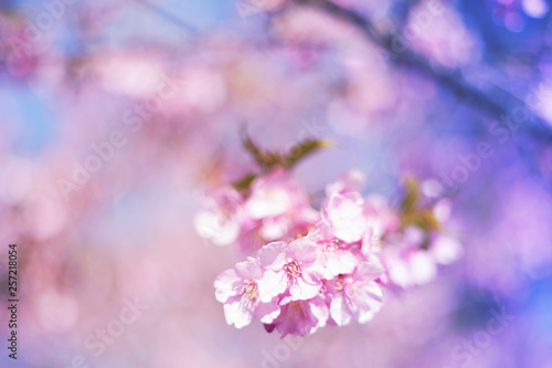 Cherry blossoms and blue sky - one day in Japan © ethica