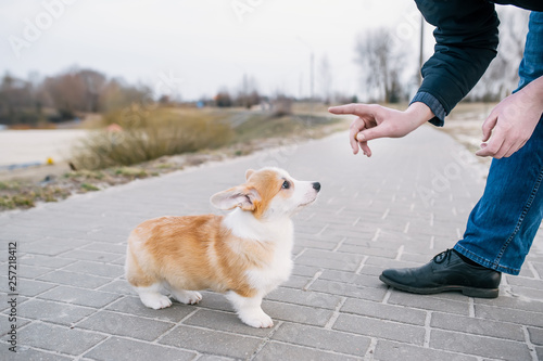 Man playing with a Pembroke Welsh Corgi puppy.