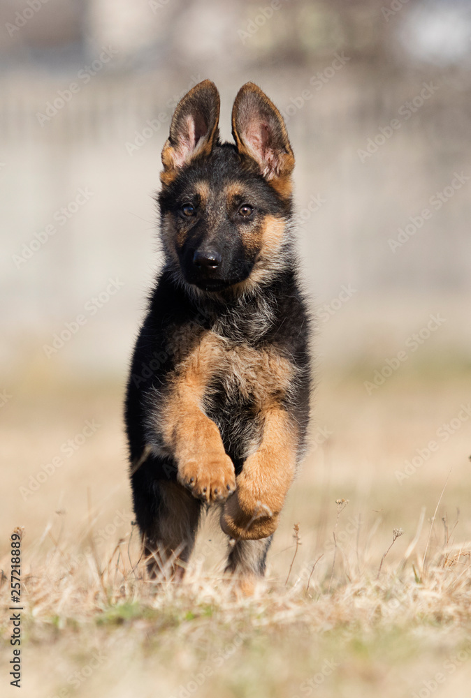 german shepherd puppy outdoors german shepherd puppy outdoors