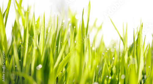 Grass with dew drops.