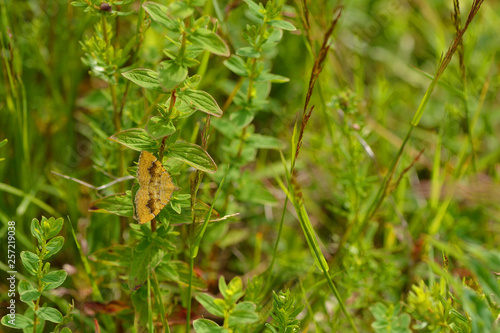 Ockergelber Blattspanner auf einer Wiese © Karin Jähne