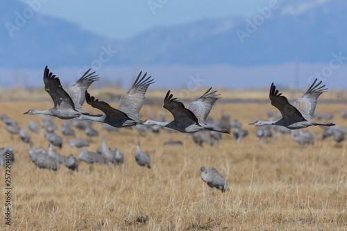 Migrating Greater Sandhill Cranes in Monte Vista, Colorado © Gary
