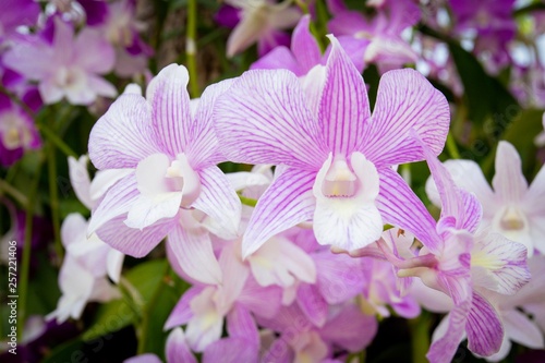 Orchid flower in the garden © suradeach seatang
