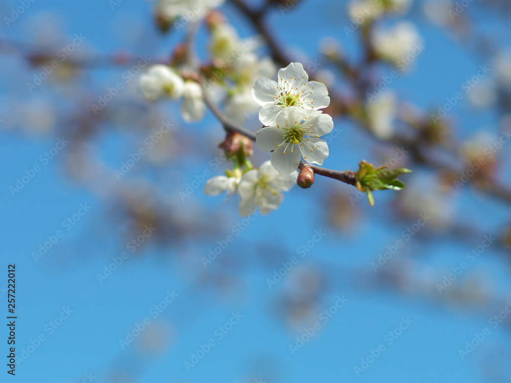 Cherry flowers on branch tree at the springtime in sunny day in the garden, blue sky background, copyspace Cherry flowers on branch tree at the springtime in sunny day in the garden, blue sky background, copyspace