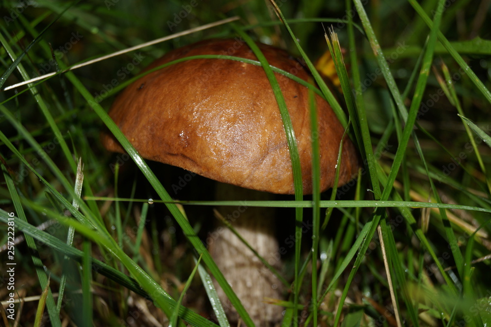 mushroom in the grass mushroom in the grass