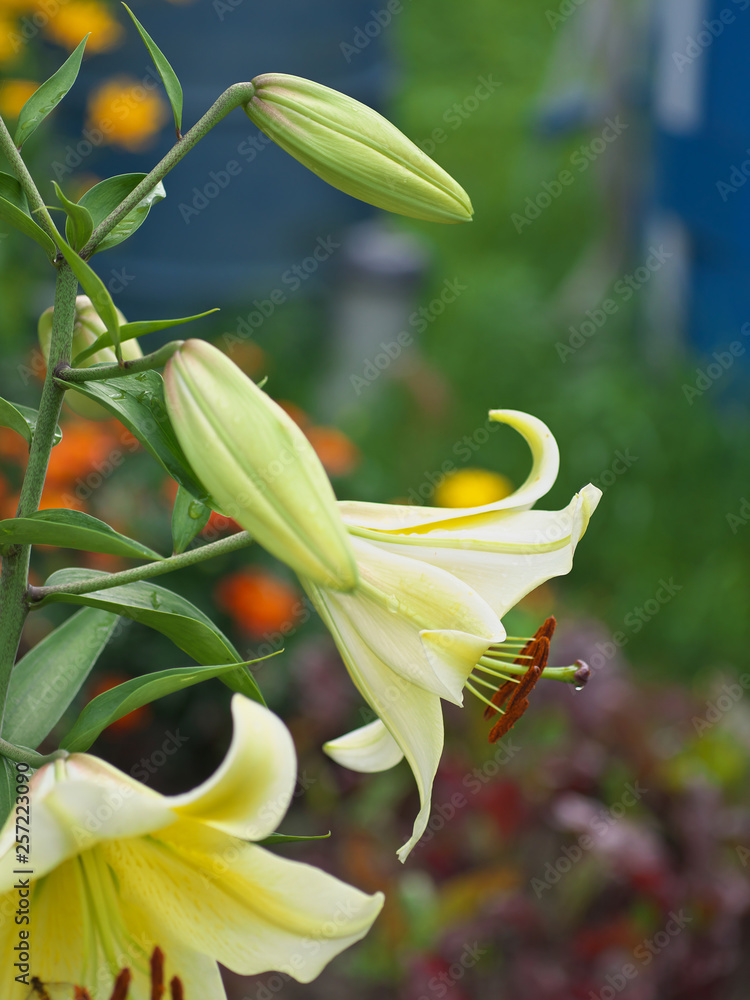 Obraz premium Closeup orange red yellow white Lily flowers in a garden bed, Macro shot, Pistil and stamen and bud and drop scent oil.
