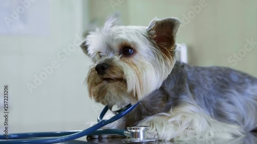 Yorkshire terrier on examination at the vet. the dog put on the phonoscope and pretends to be a doctor. Pet health concept photo