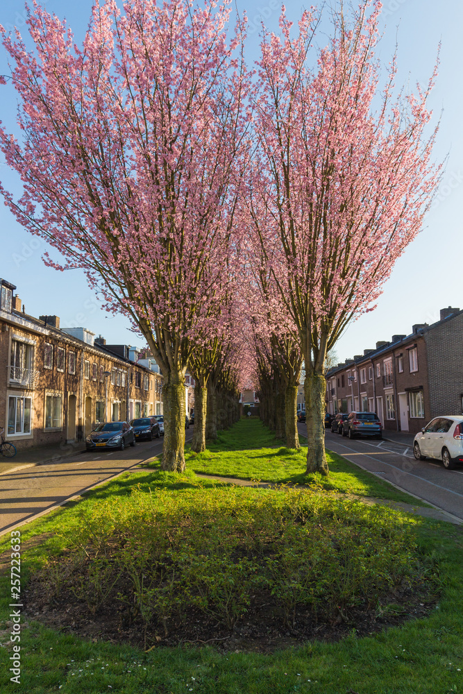 Trees with pink blossom showing the arrival of new life and spring
