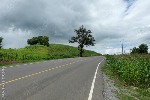 Country road passing through a field on which grow corn