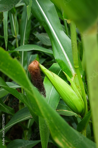 A corn in field before harvest.