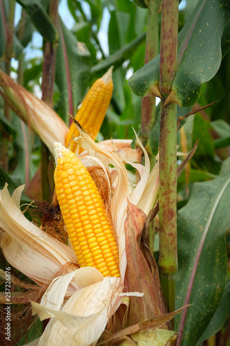 A corn in field before harvest.
