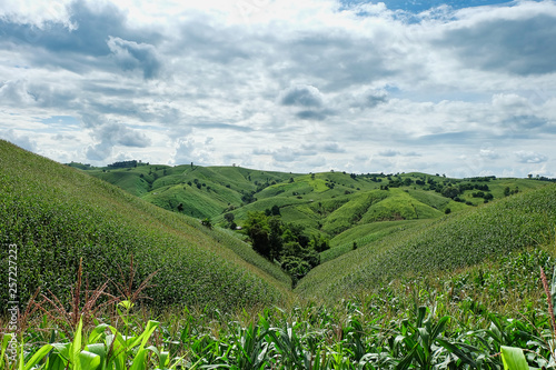 the mountains that full of corn field