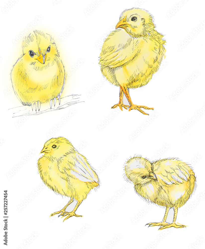 Naklejka premium chicks